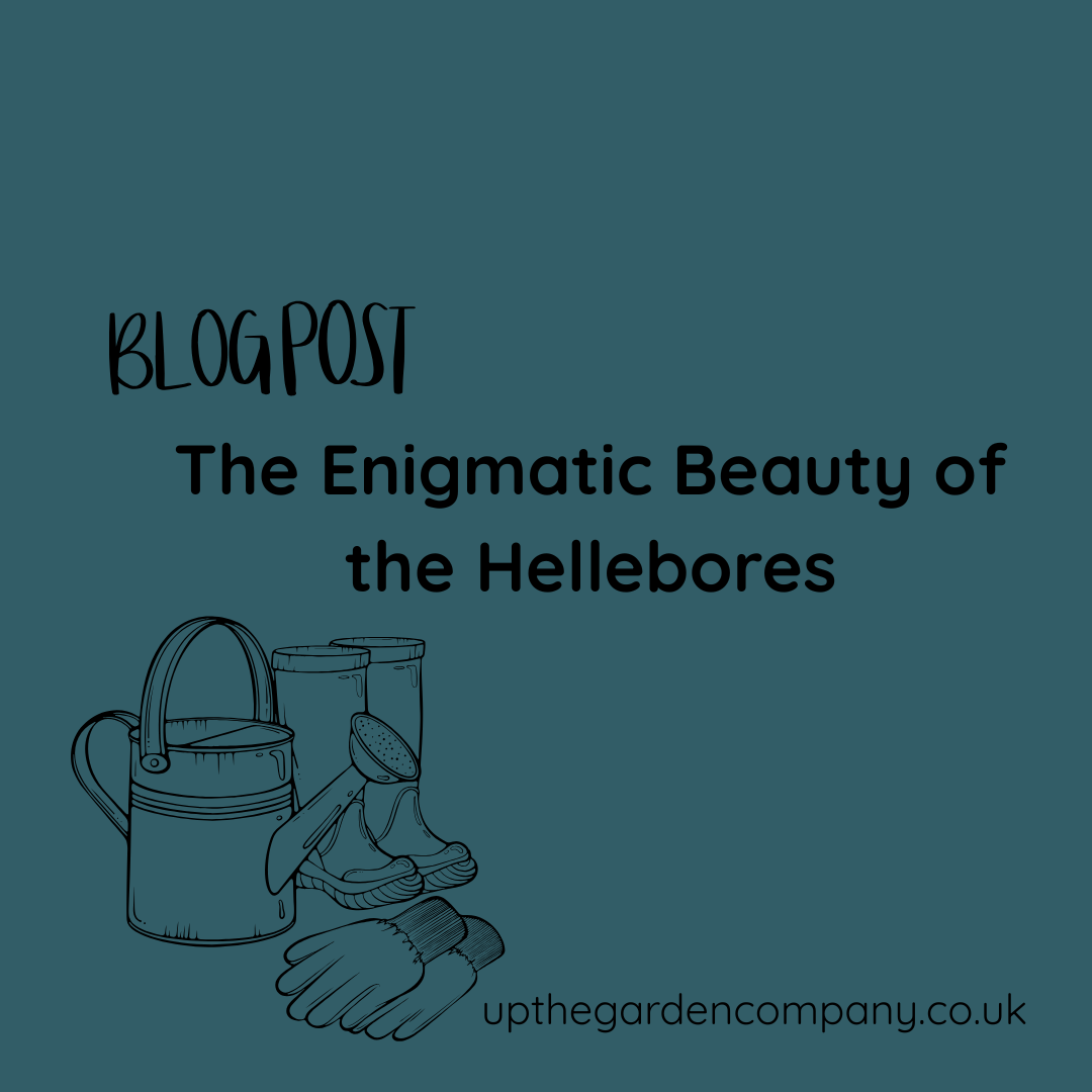 The Enigmatic Beauty of the Hellebores