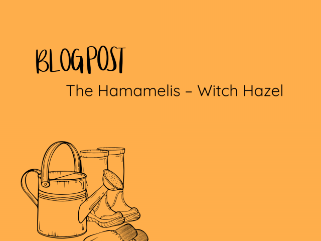The Hamamelis – Witch Hazel
