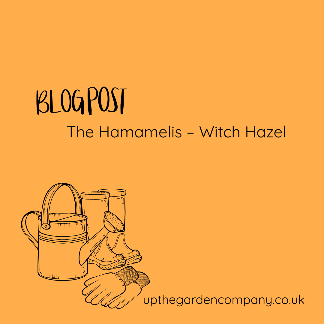 The Hamamelis – Witch Hazel