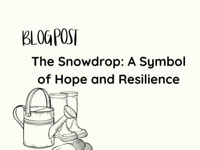 The Snowdrop: A Symbol of Hope and Resilience