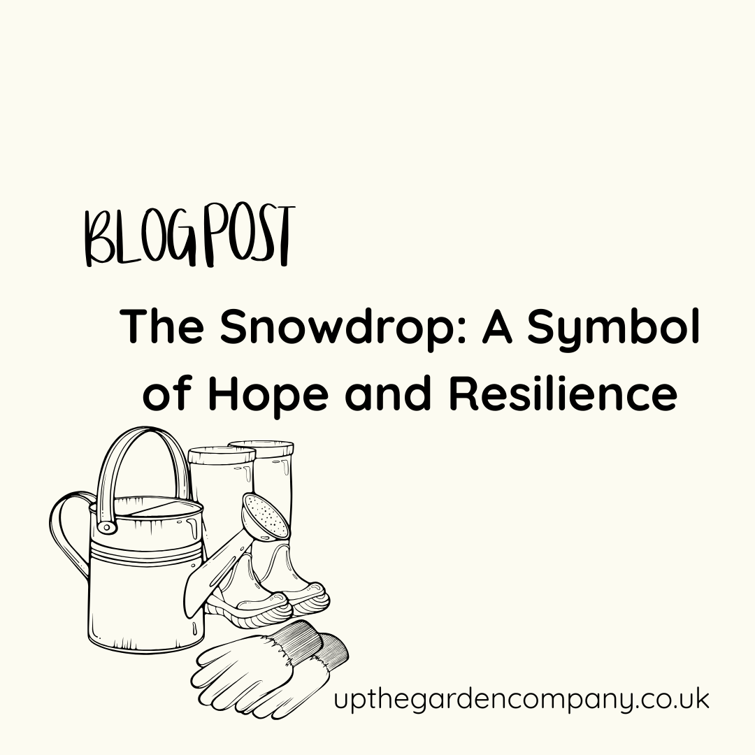 The Snowdrop: A Symbol of Hope and Resilience