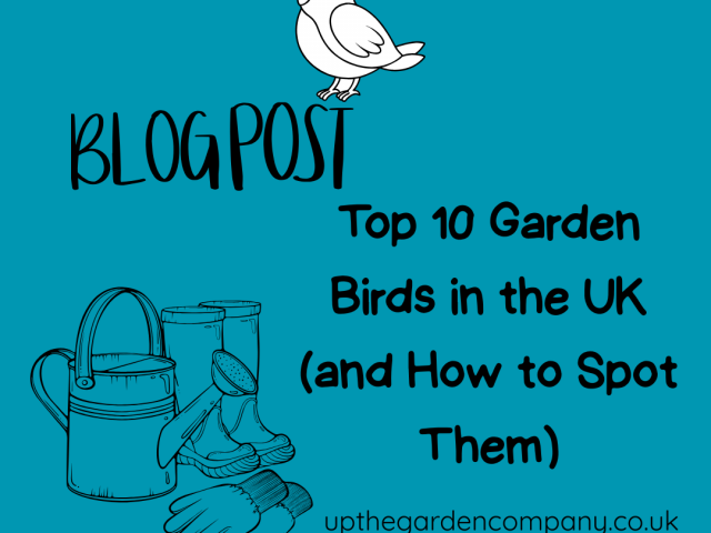 Top 10 Garden Birds in the UK (and How to Spot Them)