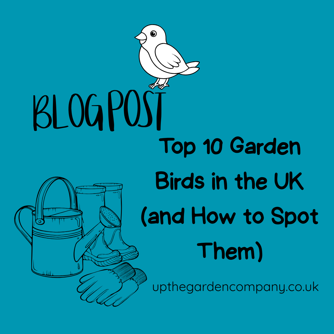 Top 10 Garden Birds in the UK (and How to Spot Them)