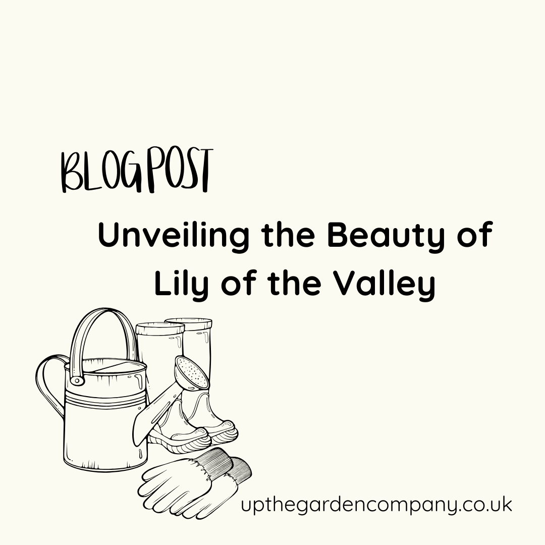 Unveiling the Beauty of Lily of the Valley