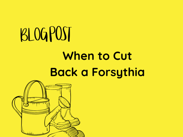 When to Cut Back a Forsythia