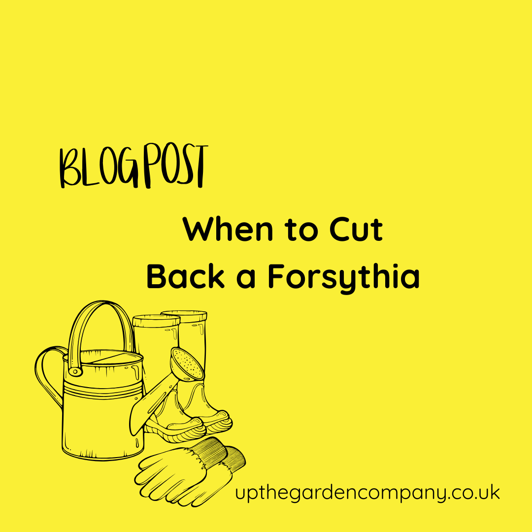 When to Cut Back a Forsythia