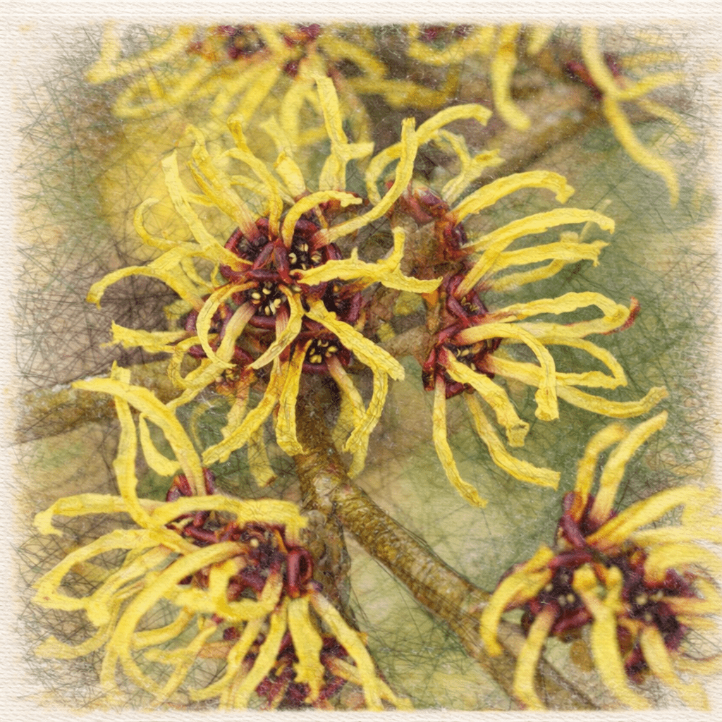 The Hamamelis – Witch Hazel