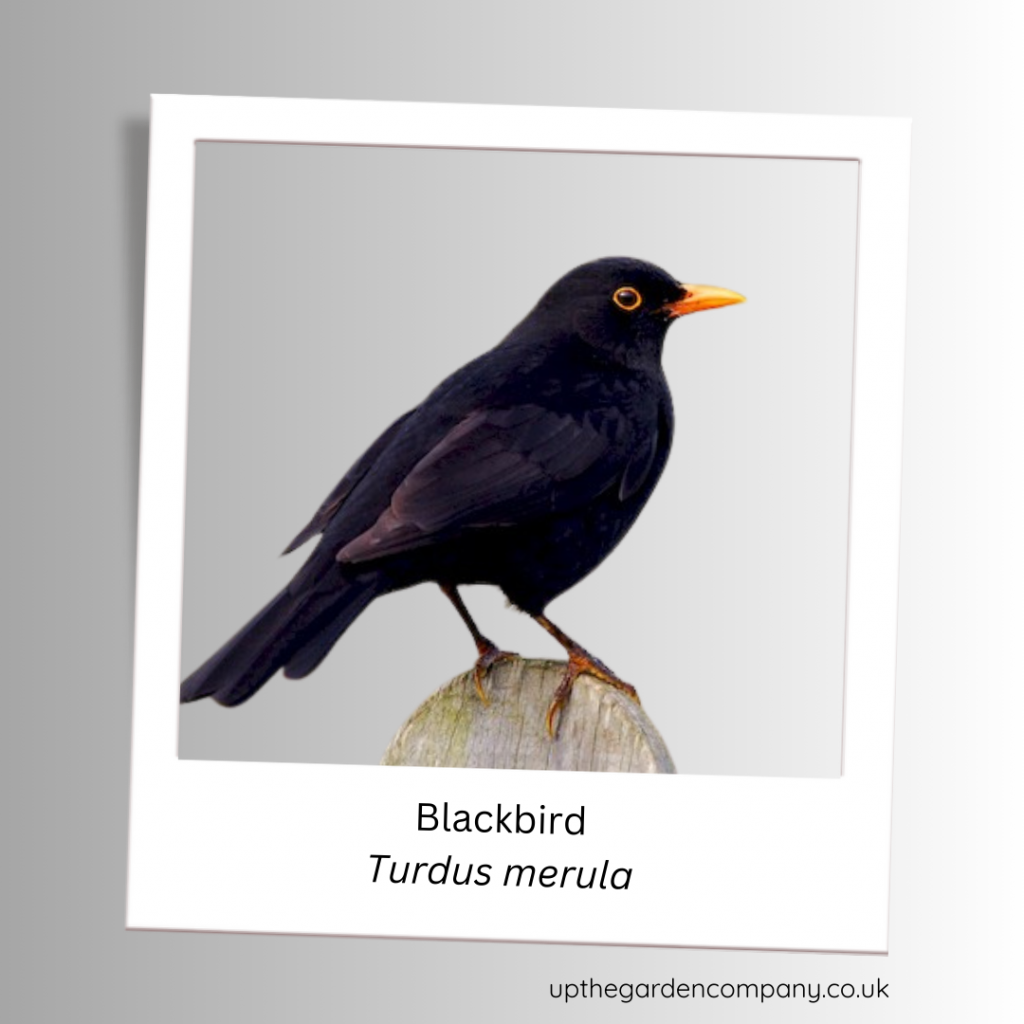 Blackbird
Turdus merula