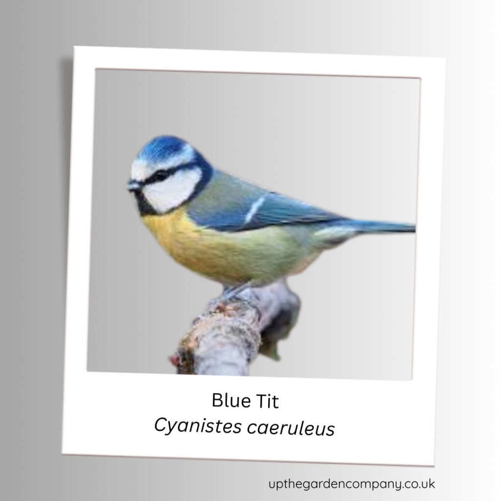 Blue Tit
Cyanistes caeruleus