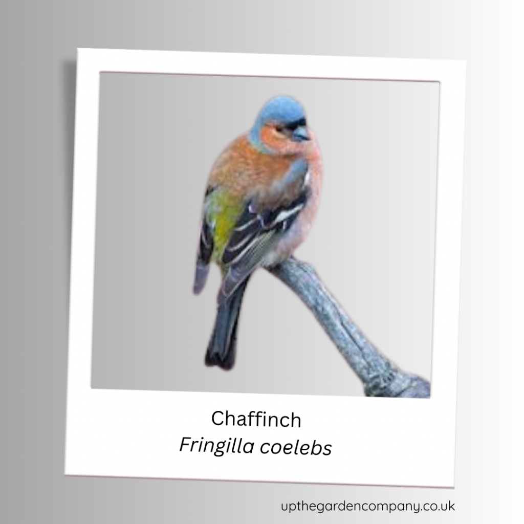 Chaffinch. Fringilla coelebs