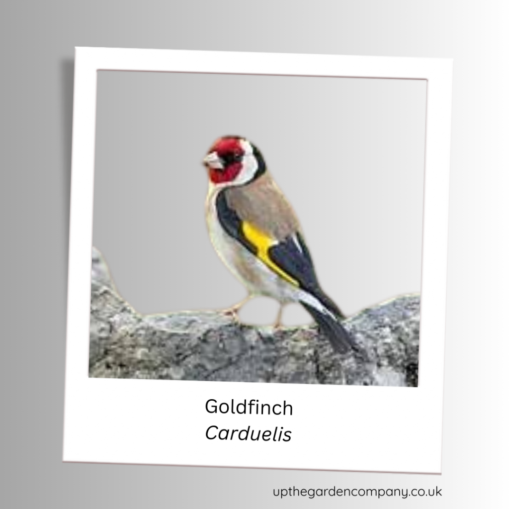 Goldfinich
Carduelis