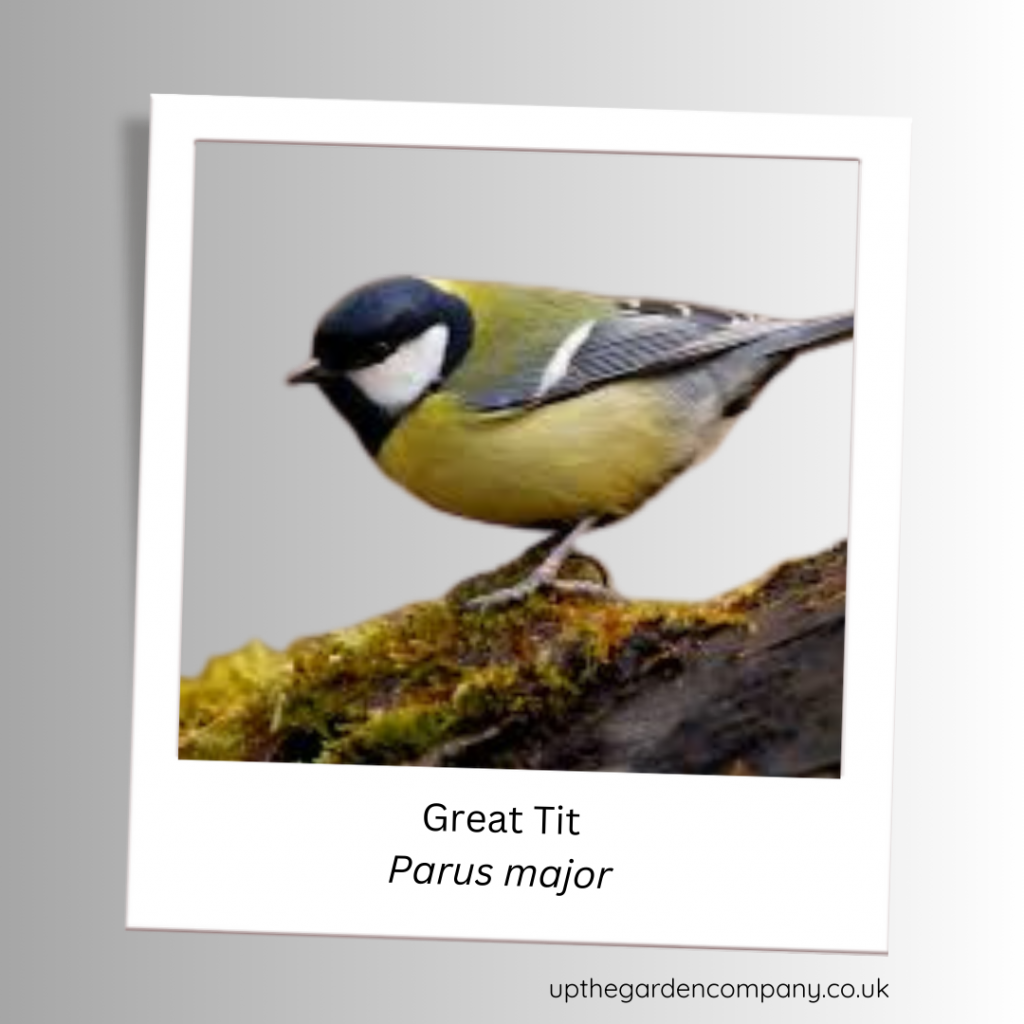 Great Tit
Prus major