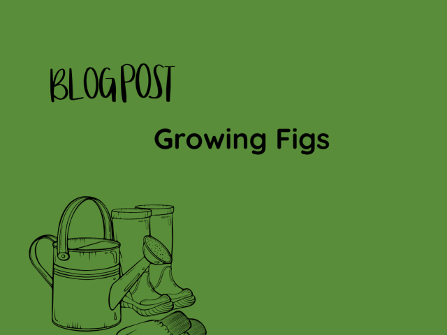A Guide to Growing Figs
