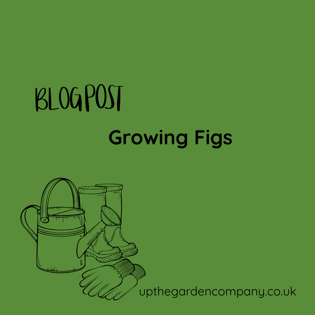 A Guide to Growing Figs