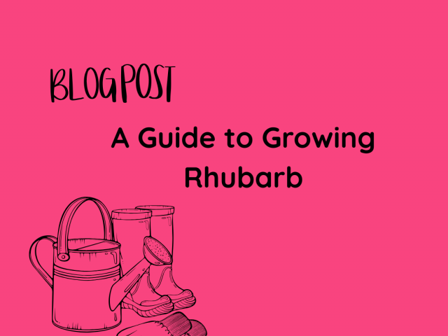 A Guide to Growing Rhubarb