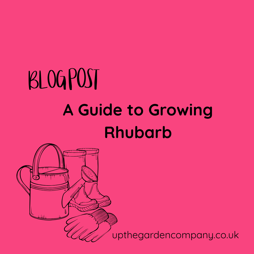 A Guide to Growing Rhubarb
