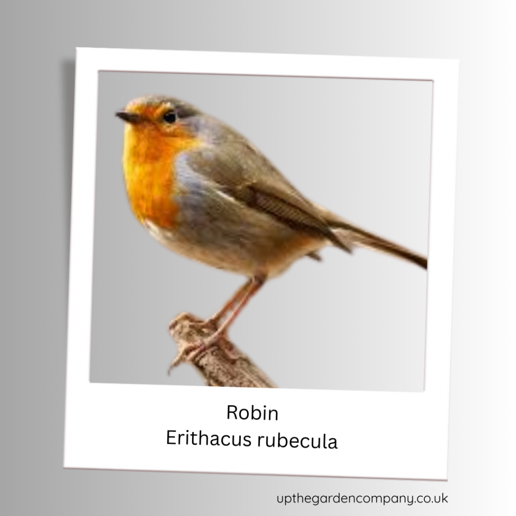 Robin.
Erithacus rubecula
