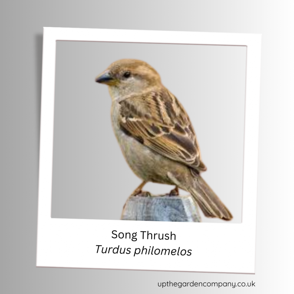 Song Thrush
Turdus philomelos