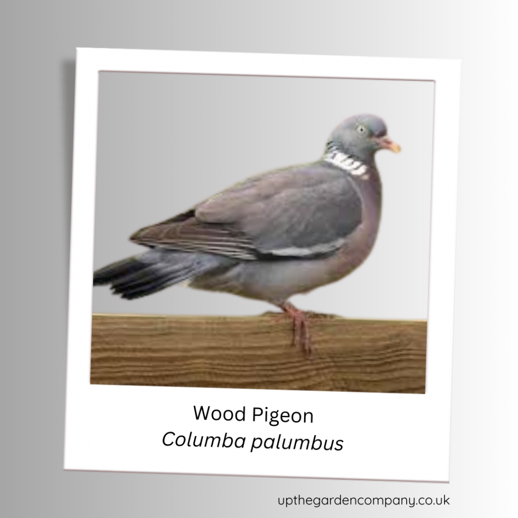 Wood Pigeon
Columba palumbus