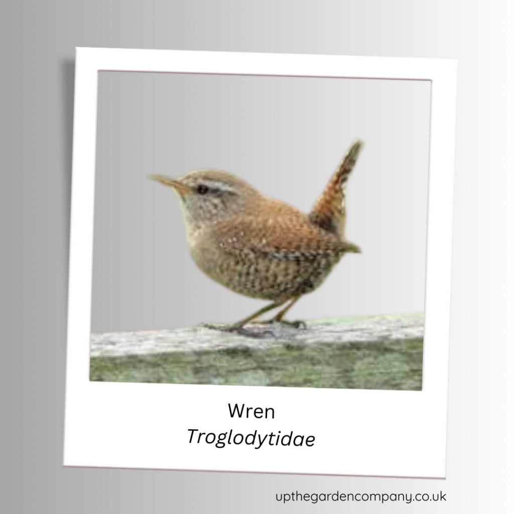 Wren.
Troglodytidae