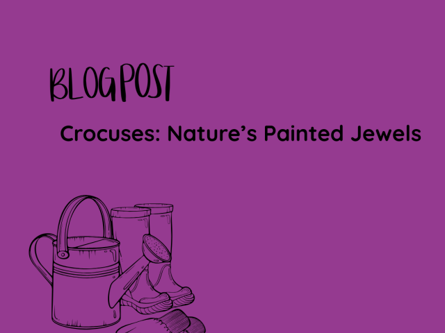 Crocuses: Nature’s Painted Jewels