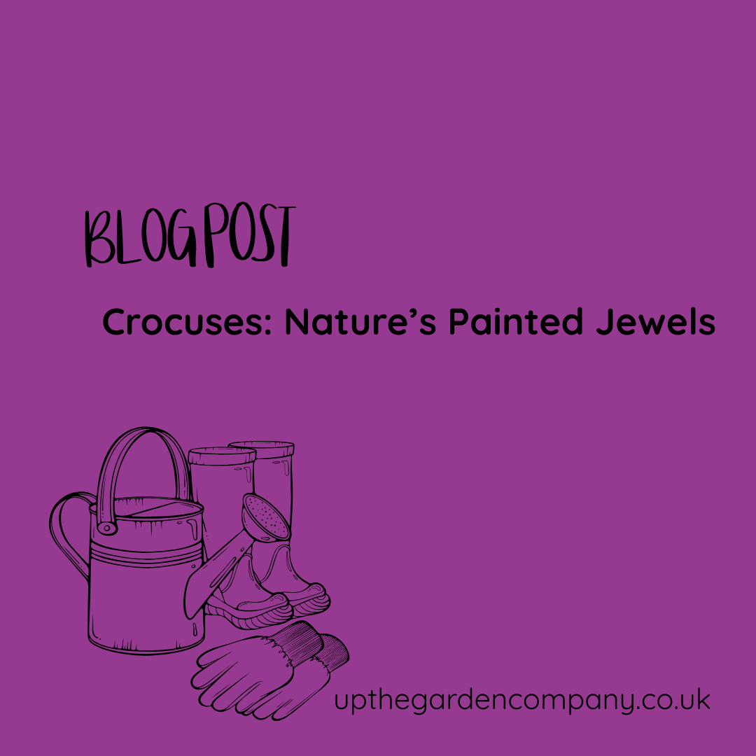 Crocuses: Nature’s Painted Jewels