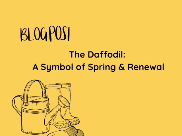 The Daffodil: A Symbol of Spring & Renewal