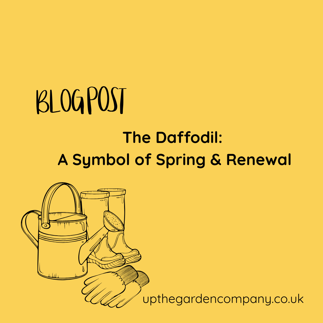 The Daffodil: A Symbol of Spring & Renewal
