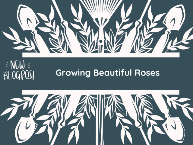 Growing Beautiful Roses