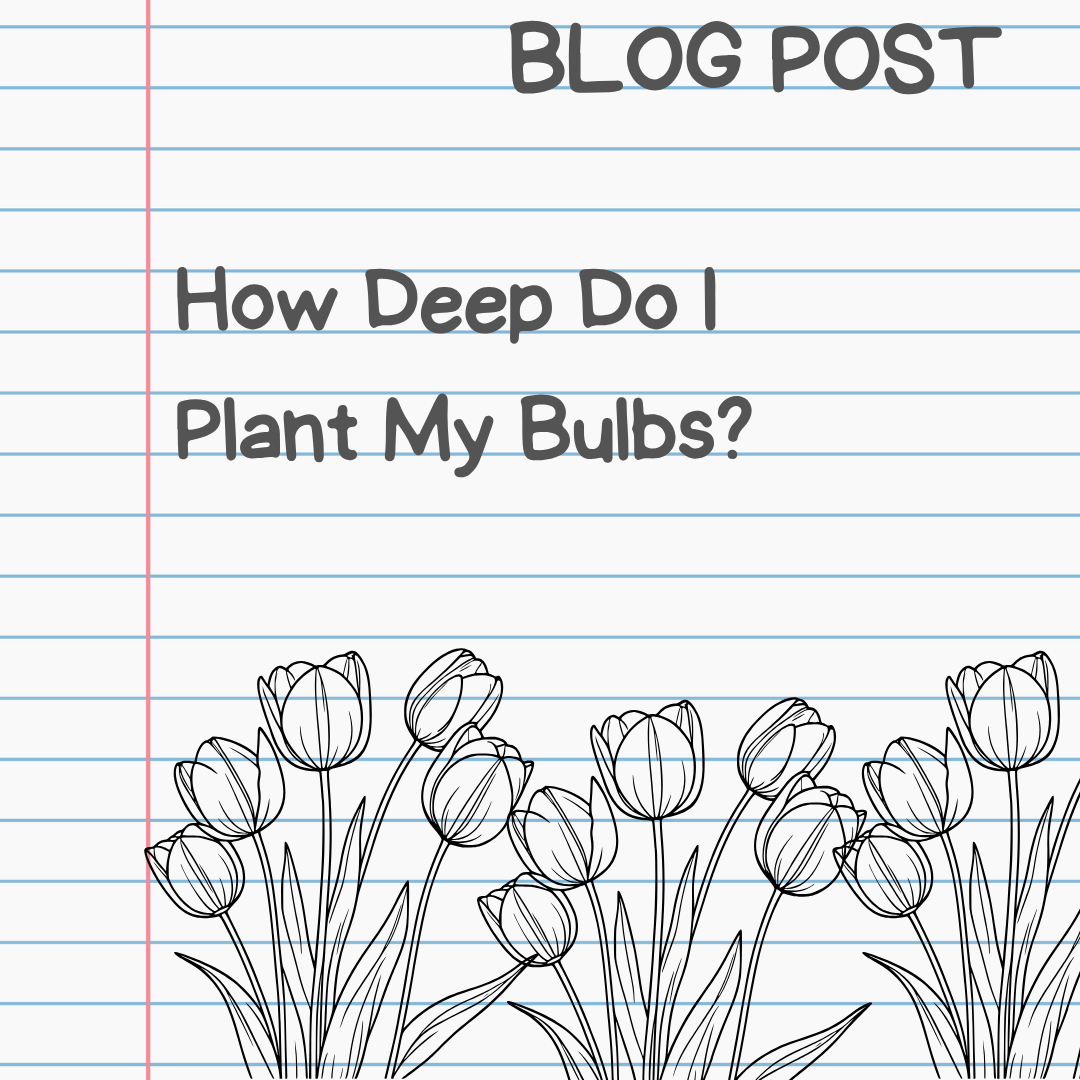 How Deep Do I Plant My Bulbs?