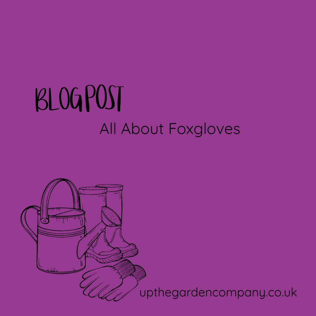 All About Foxgloves 