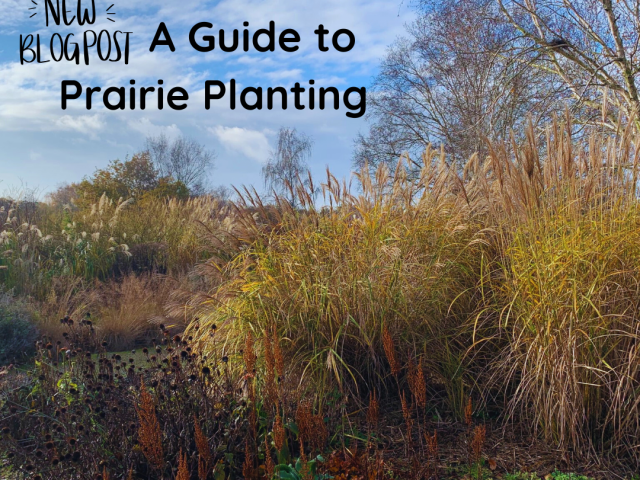 A Guide to Prairie Planting