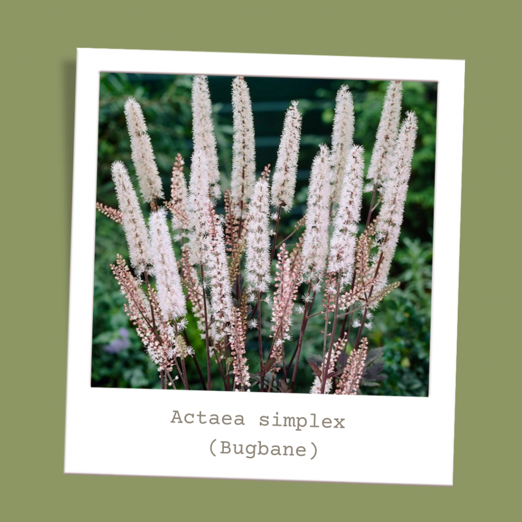 Actaea simplex (Bugbane)