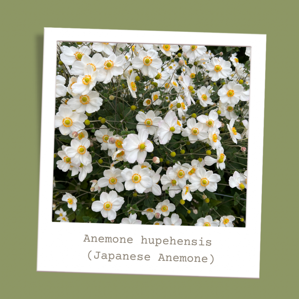 Anemone hupehensis (Japanese Anemone)