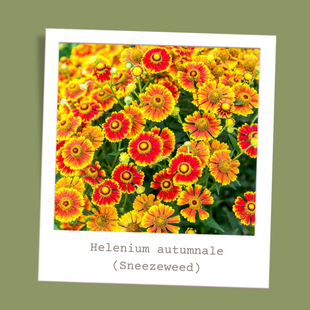 Helenium autumnale (Sneezeweed)