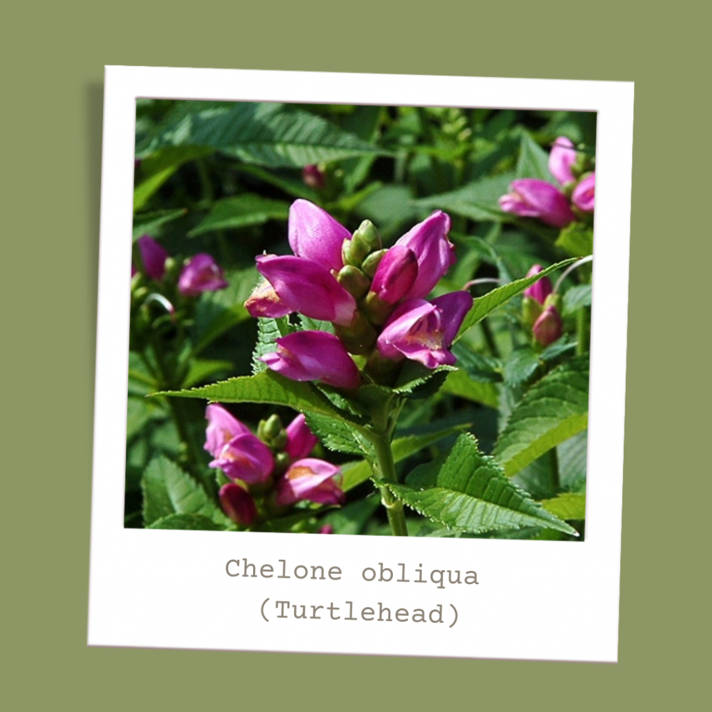 Chelone obliqua (Turtlehead)