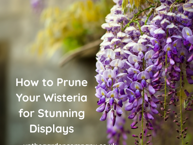 How to Prune Your Wisteria for Stunning Displays