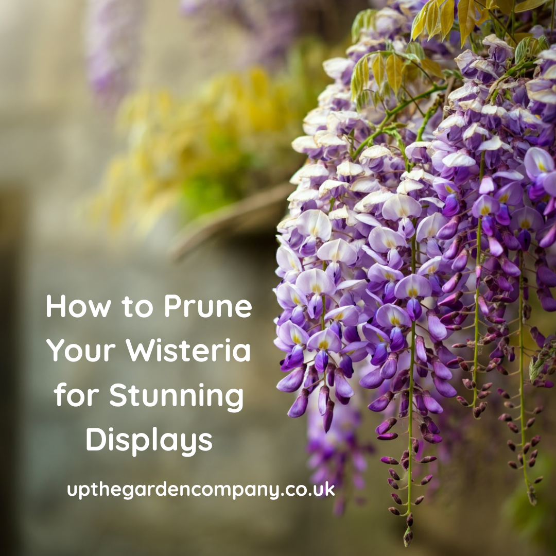 How to Prune Your Wisteria for Stunning Displays