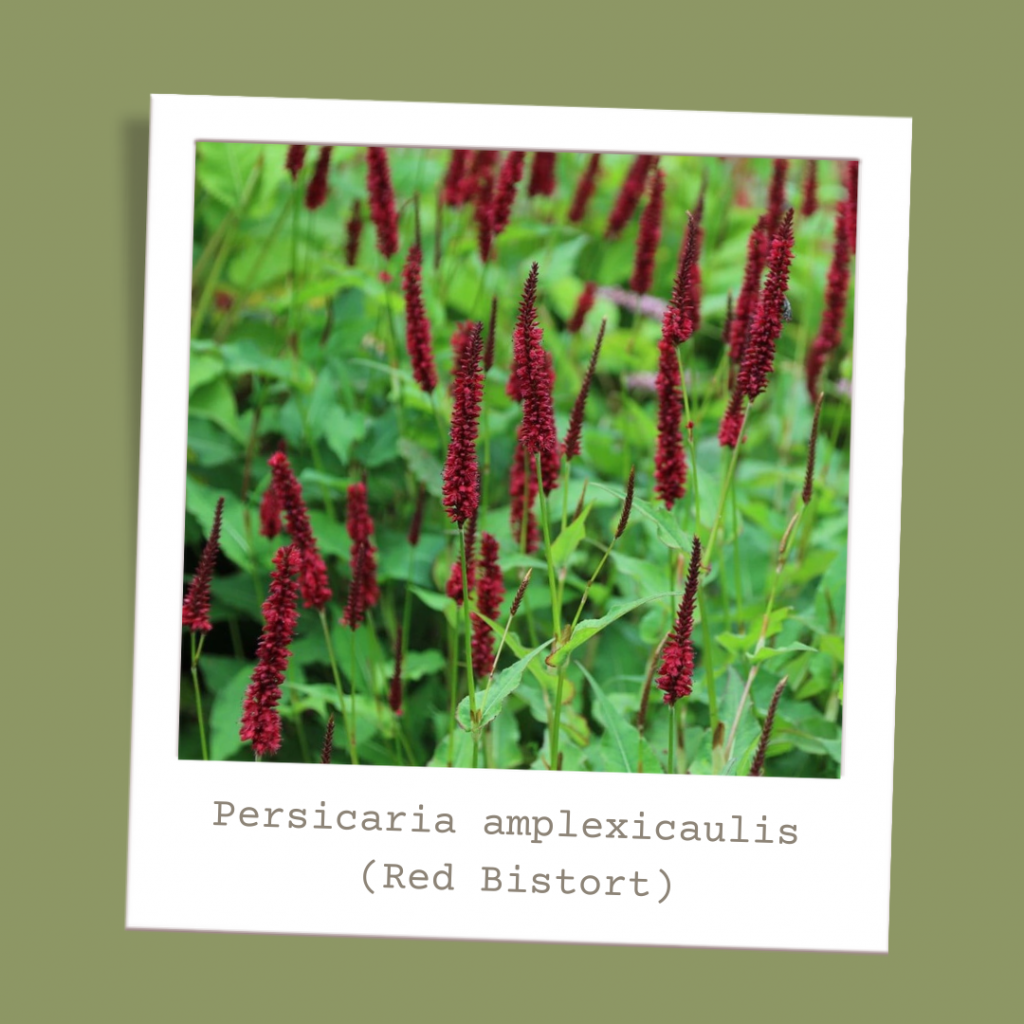 Persicaria amplexicaulis (Red Bistort)