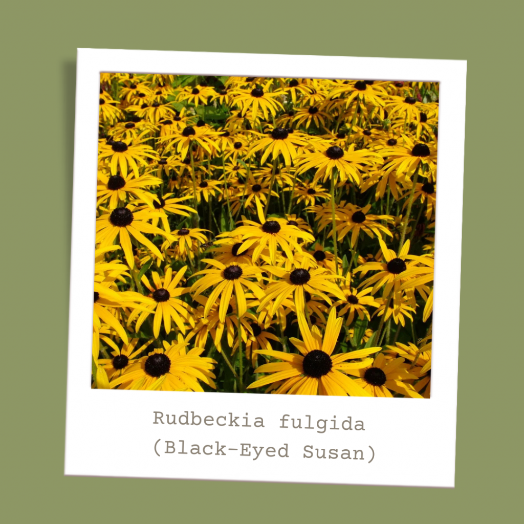 Rudbeckia fulgida (Black-Eyed Susan)