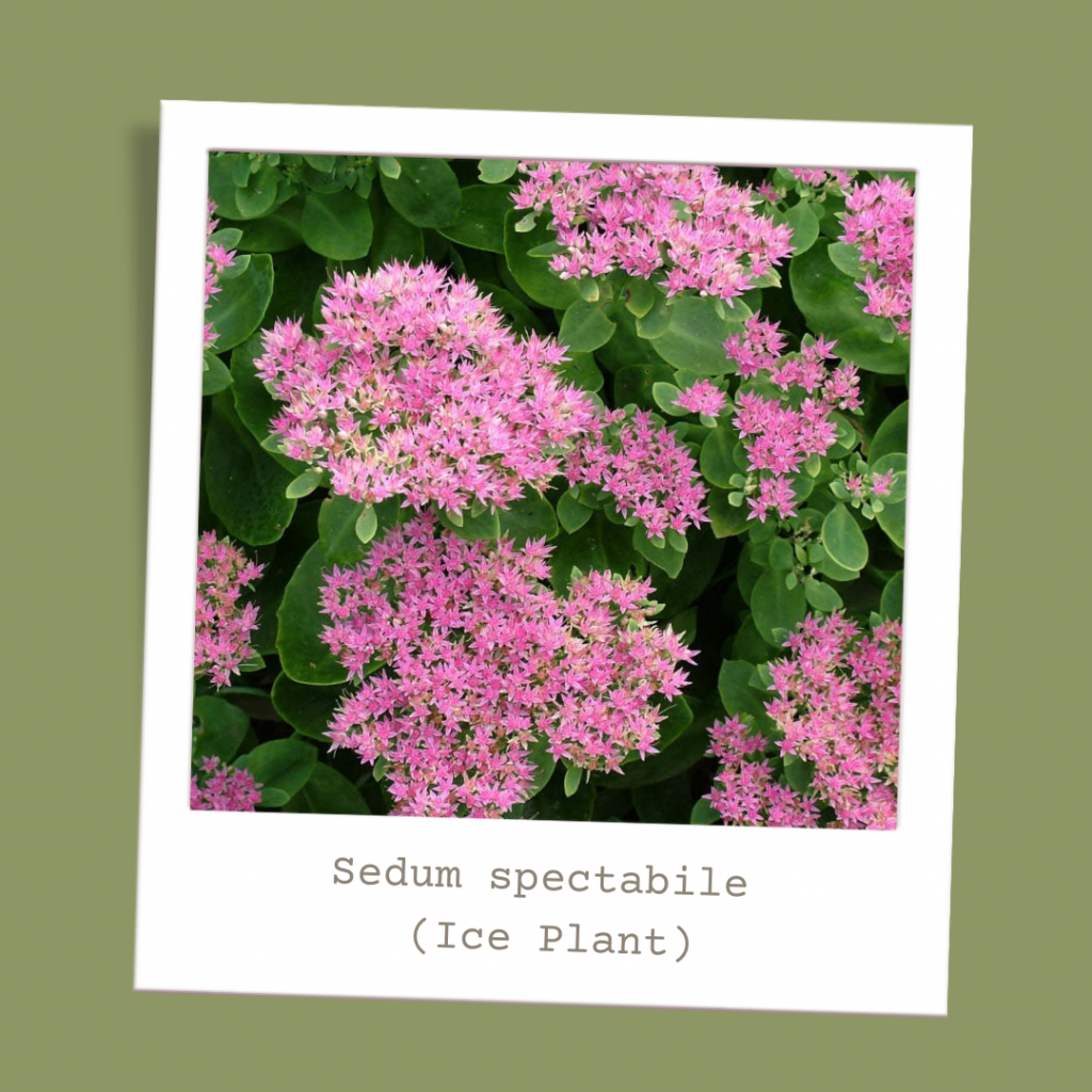 Sedum spectabile (Ice Plant)