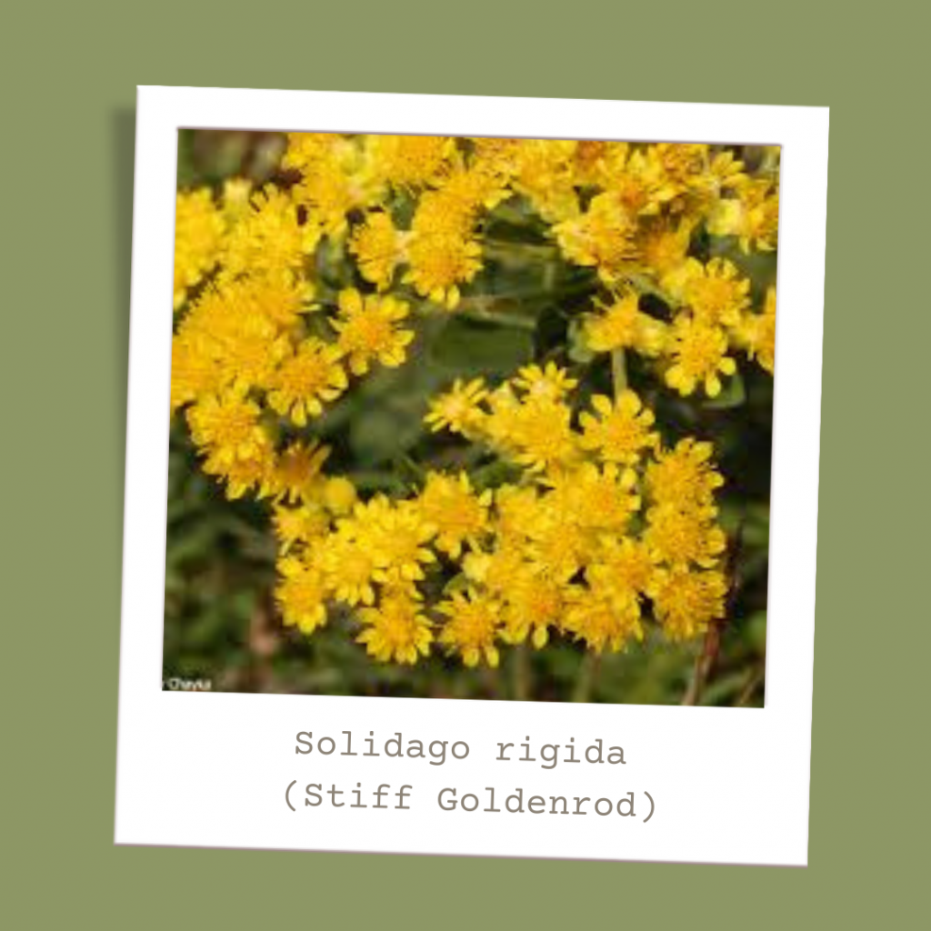 Solidago rigida (Stiff Goldenrod)