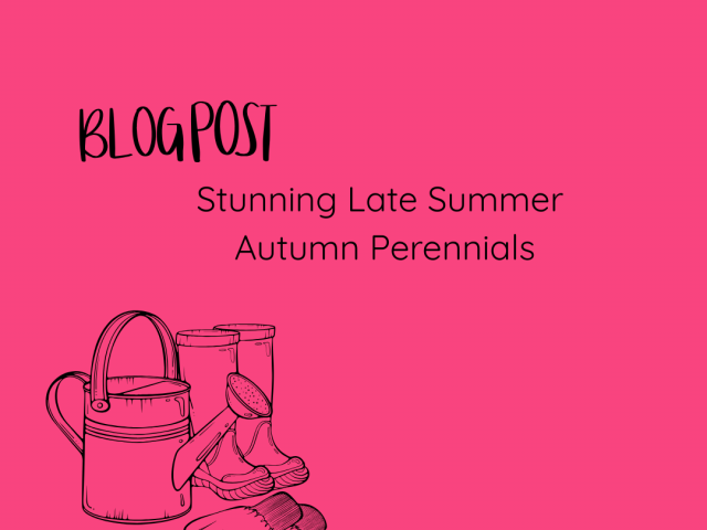 Stunning Late Summer Autumn Perennials