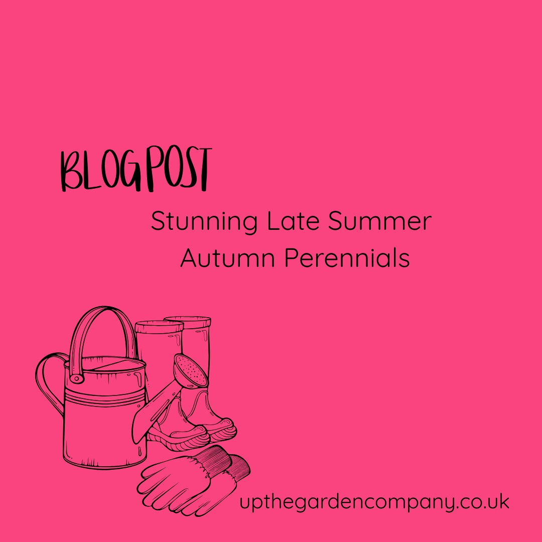 Stunning Late Summer Autumn Perennials