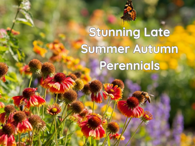 Stunning Late Summer Autumn Perennials