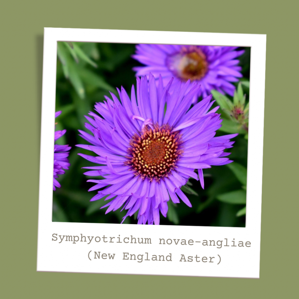 Symphyotrichum novae-angliae (New England Aster)