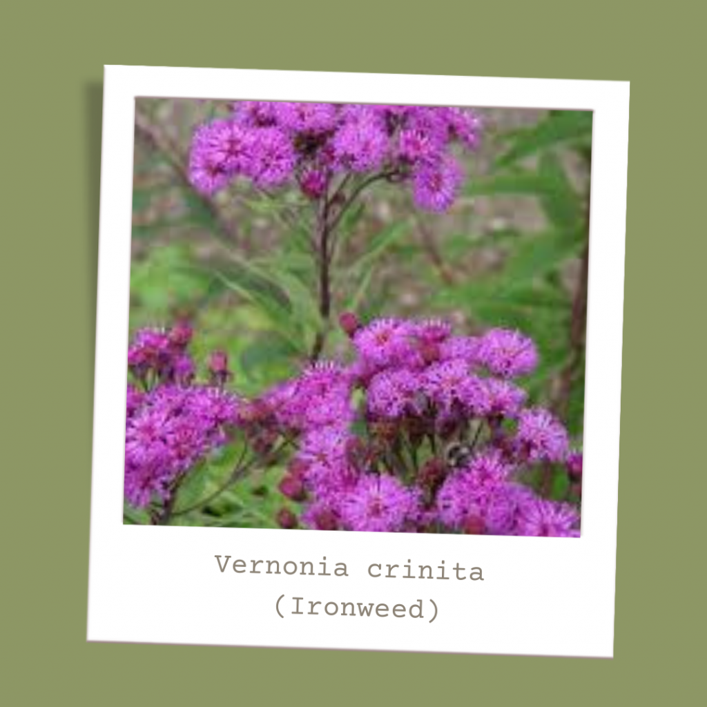 Vernonia crinita (Ironweed)