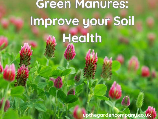 Green Manures: Improve your Soil Health
