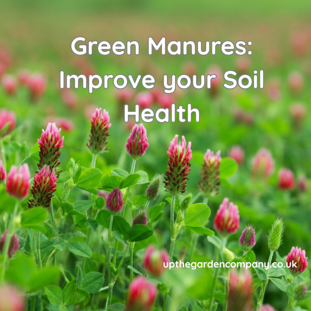 Green Manures: Improve your Soil Health