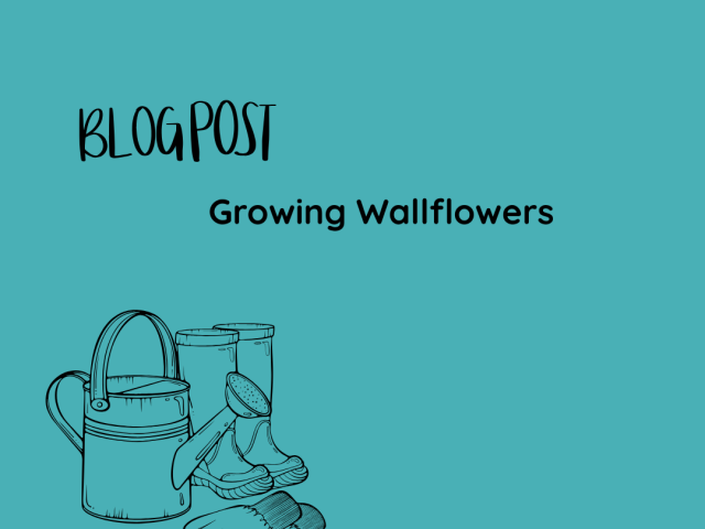 Growing Wallflowers